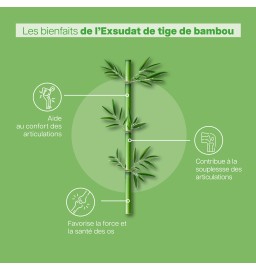 exsudat de tige de bambou